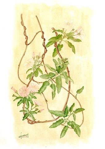 Convolvulus  lopezsocasii  color  lam  or  Svent